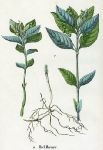 Herb Mercury (poisonous plants), 1862