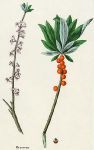 Mezereon (poisonous plants), 1862