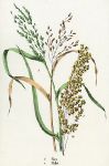 Grains, Rice & Millet, 1862