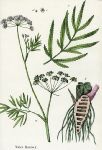 Water Hemlock (poisonous plants), 1862