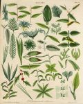 Botany, various Leaves, 1799