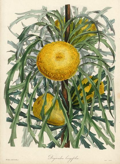 Dryandra Longifolia (New Holland), 1840