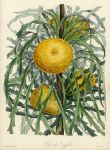 Dryandra Longifolia (New Holland), 1840