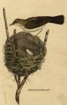 Whitethroat with nest, 1815