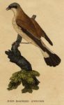 Red Backed Shrike, 1815