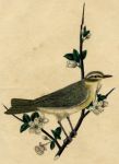 unidentified bird, 1815