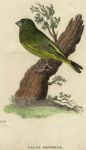 Green Grosbeak, 1815
