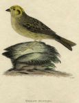Yellow Bunting (var.), 1815