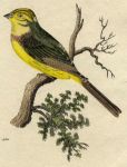 Yellow Bunting, 1815