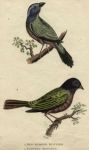 Red-Rumped & Painted Bunting, 1815