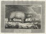 Polar Bear, 1806