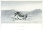 'Startled', horse after Landseer, 1880