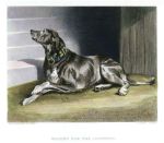 Waiting for the Countess (bloodhound), dog study by Landseer, 1878