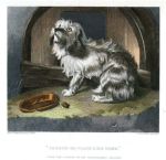 Theres no place like Home (Terrier), dog study by Landseer, 1878