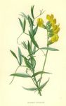 Meadow Vetchling, 1890