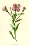 Greater Willow Herb, 1890