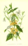 Yellow Dead Nettle & Stichwort, 1890
