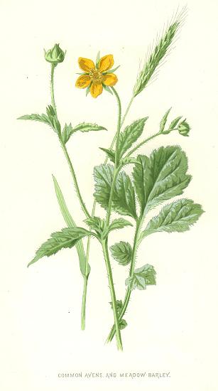 Common Avens and Meadow Barley, 1890