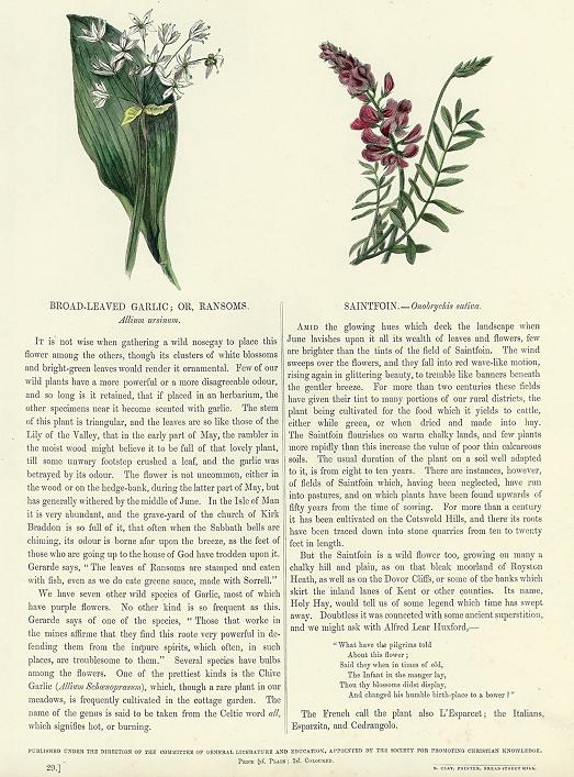 Broad-Leaved Garlic & Saintfoin, 1853
