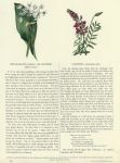 Broad-Leaved Garlic & Saintfoin, 1853