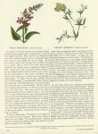 Hedge Woundwort & Meadow Vetchling, 1853
