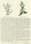 Cathartic Flax & Great Nettle, 1853
