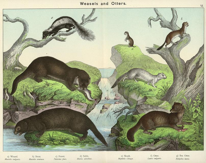 Weasels & Otters, 1889