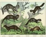 Ihneumons, Weasels &c. 1889
