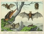 Flying Lemurs and Bats. 1889