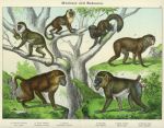Monkeys and Baboons, 1889