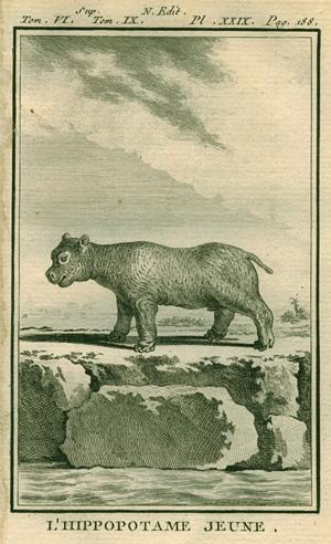 Young Hippopotamus, 1777