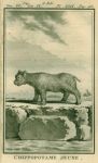 Young Hippopotamus, 1777