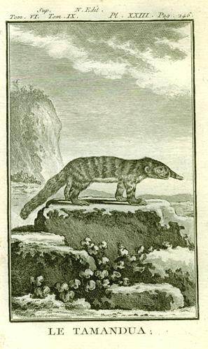 Anteater, 1777