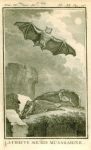 Bats, 1777