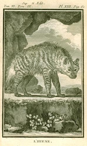 Hyena, 1777
