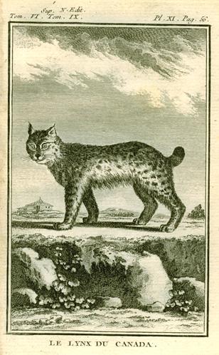 Lynx of Canada, 1777