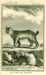 Lynx of Canada, 1777
