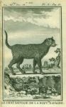 Wild Cat of New Spain, 1777