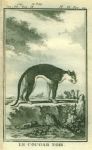 Black Cougar, 1777