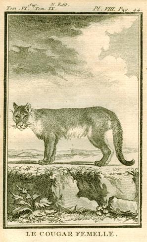 Female Cougar, 1777