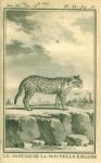 Jaguar of New Spain, 1777