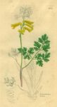 Corydalis lutea, Sowerby, 1839