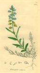 Polygala vulgaris, Sowerby, 1839
