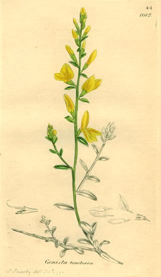 Genista tinetoria, Sowerby, 1839