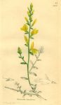 Genista tinetoria, Sowerby, 1839