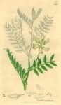 Orobus sylvaticus, Sowerby, 1839