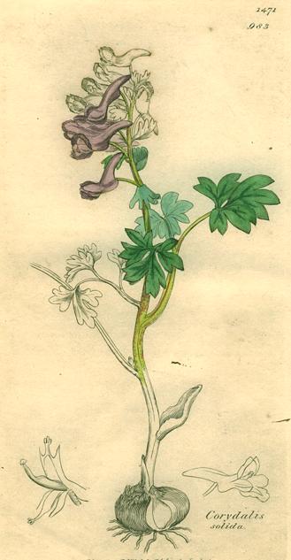 Corydalis solida, Sowerby, 1839