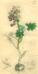 Corydalis solida, Sowerby, 1839