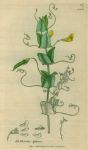 Lathyrus aphaea, Sowerby, 1839