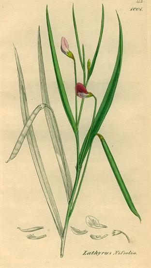Lathyrus nissolia, Sowerby, 1839